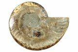 Cut & Polished Ammonite Fossil (Half) - Madagascar #282612-1